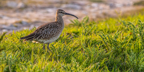 Courlis corlieu (Numenius phaeopus - Eurasian Whimbrel)