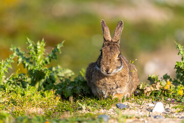 Lapin de garenne ou Lapin commun (Oryctolagus cuniculus)