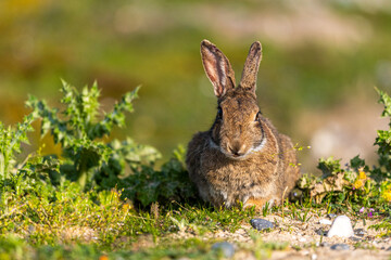 Lapin de garenne ou Lapin commun (Oryctolagus cuniculus)