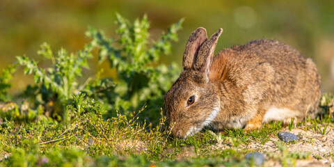 Lapin de garenne ou Lapin commun (Oryctolagus cuniculus)