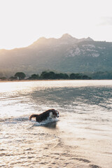 Glücklicher Hund schwimmt und tobt im Meer, im Hintergrund der Sonnenuntergang und eine schöne Bergkulisse