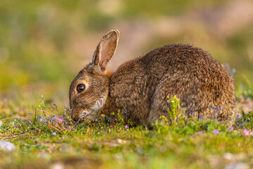 Lapin de garenne ou Lapin commun (Oryctolagus cuniculus)