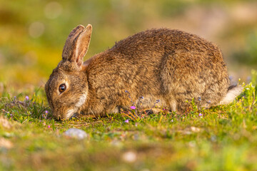 Lapin de garenne ou Lapin commun (Oryctolagus cuniculus)