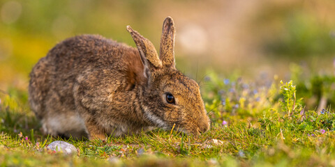 Lapin de garenne ou Lapin commun (Oryctolagus cuniculus)