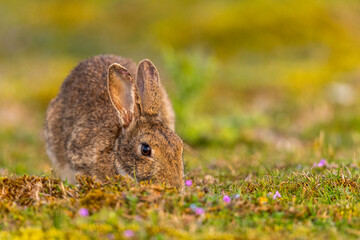 Lapin de garenne ou Lapin commun (Oryctolagus cuniculus)
