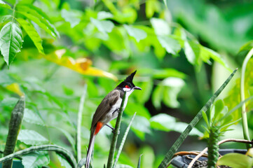 Red whiskered Bulbul, Red whiskered BulbulI or Pycnonotus jocosus or bird