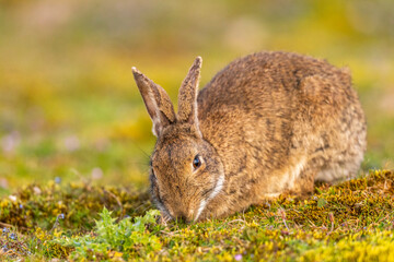 Lapin de garenne ou Lapin commun (Oryctolagus cuniculus)