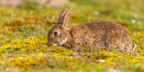 Lapin de garenne ou Lapin commun (Oryctolagus cuniculus)