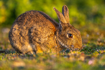 Lapin de garenne ou Lapin commun (Oryctolagus cuniculus)