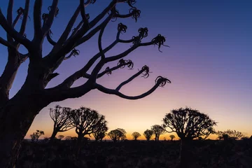 Foto op Canvas Quiver trees Namibia  © Harry