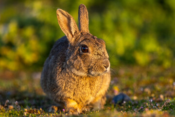Lapin de garenne ou Lapin commun (Oryctolagus cuniculus)