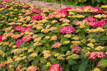 Magnifiques hortensias du Trégor en Bretagne - France