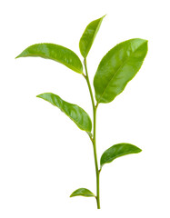 Green tea leaf isolated on transparent png