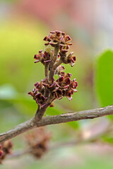 Close up image of witch hazel seed pods. Hamamelis Virginiana