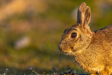 Lapin de garenne ou Lapin commun (Oryctolagus cuniculus)