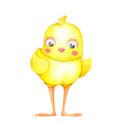 Cute little yellow chicken in full face. Watercolor illustration in cartoon style, isolated on a transparent  background, hand drawn.