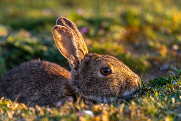 Lapin de garenne ou Lapin commun (Oryctolagus cuniculus)