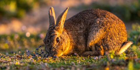 Lapin de garenne ou Lapin commun (Oryctolagus cuniculus)
