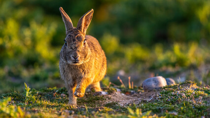 Lapin de garenne ou Lapin commun (Oryctolagus cuniculus)