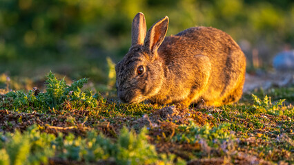 Lapin de garenne ou Lapin commun (Oryctolagus cuniculus)