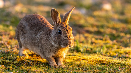 Lapin de garenne ou Lapin commun (Oryctolagus cuniculus)