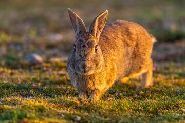 Lapin de garenne ou Lapin commun (Oryctolagus cuniculus)