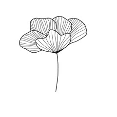 vector poppy flower