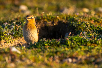 Traquet motteux (Oenanthe oenanthe - Northern Wheatear)