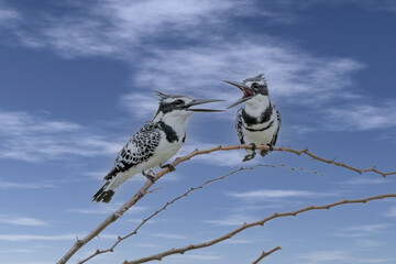 A Pied Kingfisher (Ceryle rudis) in Chobe National Park in Botswana