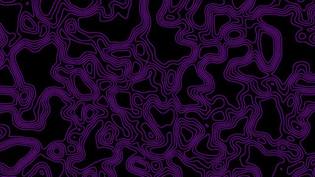 Colorful Abstract Pattern Animation.Topographic Map Style Morphing Purple Line Animation. 