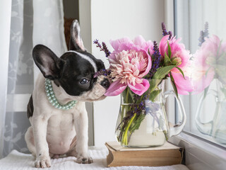 Cute puppy and a bouquet of bright flowers on the windowsill in the rays of sunlight. Studio shot....
