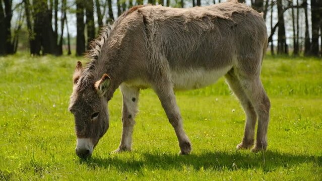 Donkeys graze in the spring meadow near the farm.