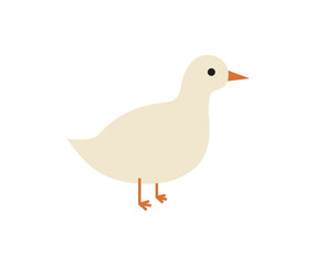 Simple and adorable flat colored White Duck illustration