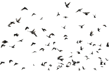 Silhouettes of pigeons in flight isolated on transparent background. (PNG File)