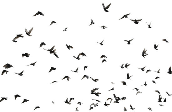 Silhouettes of pigeons in flight isolated on transparent background. (PNG File)