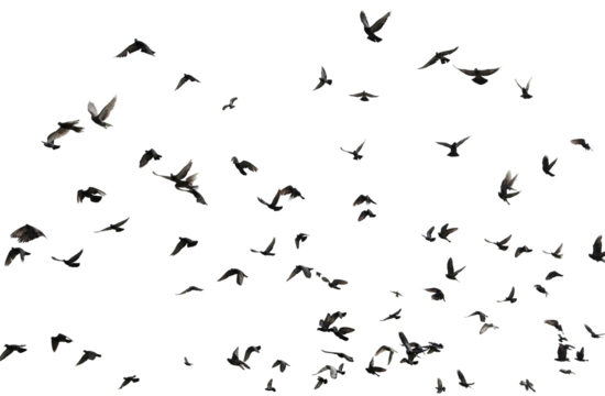 Silhouettes of pigeons in flight isolated on transparent background. (PNG File)