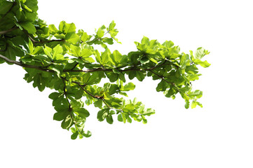 Green leaves with branch on transparent background