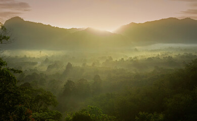 Fototapeta na wymiar misty covered forest and sunrise