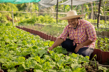 Asian farmer smiling among fresh organic vegetable in local farm at countryside.