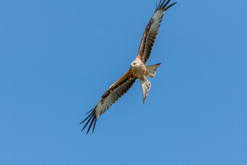 Red kite (Milvus milvus) in migratory flight in the blue sky in spring.