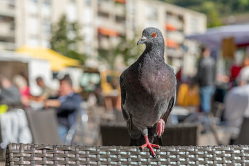 Rock Dove (Columba livia) resting on a chair at a sidewalk cafe.