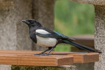 Eurasian Magpie (Pica pica) searching for leftover food left on a highway rest area.
