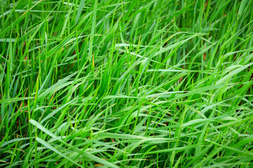 Fototapeta na wymiar Fresh green grass as background. Selective focus with shallow depth of field.