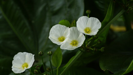 Echinodorus palifolius