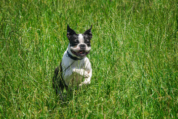 Le Boston Terrier coure dans l'herbe haute
