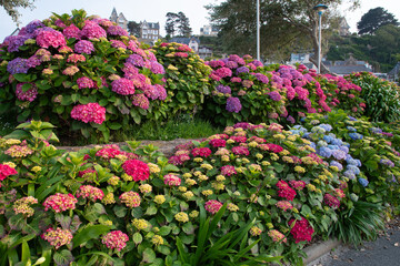 Magnifiques hortensias du Tr&eacute;gor en Bretagne - France
