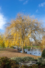 cypress of the marshes taxodium distichum at the edge of the pond with ducks
