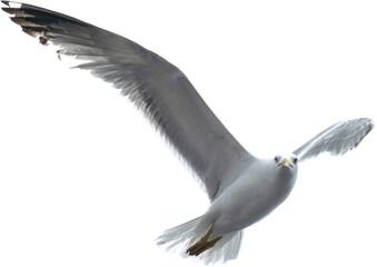 Beautiful seagull flying isolated on transparent background.