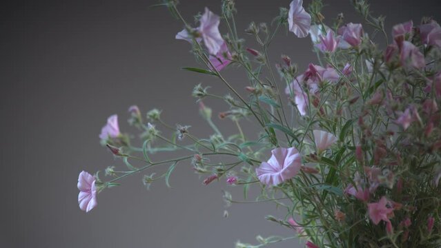A magnificent bouquet of field bindweeds blooms against a dark background. Floral background. Timelapse. Greeting holiday card