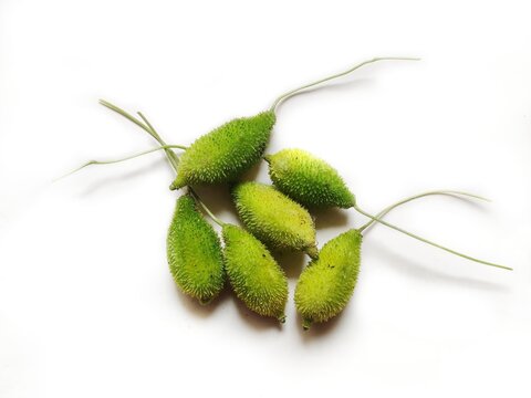 Spiny gourd or spine gourd and also known as bristly balsam pear, prickly carolaho, teasle gourd, kantola. It is used as a vegetable in India and South Asia. Scientific name - Momordica dioica.